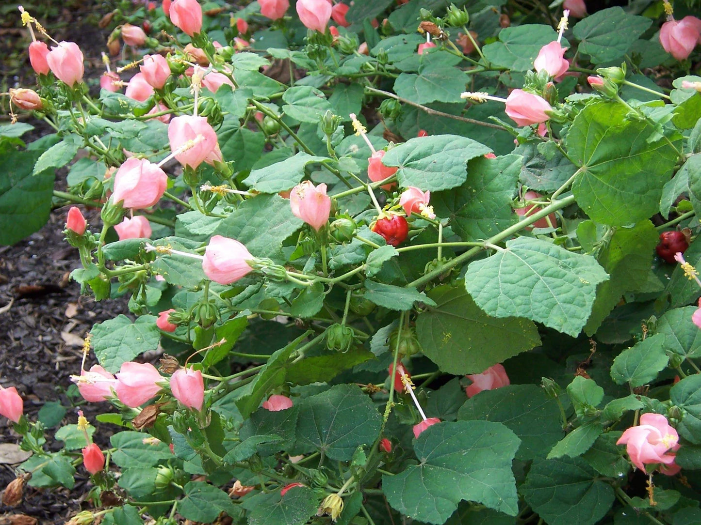 Malvaviscus 'Pam Puryear' --Pink Turk's Cap--