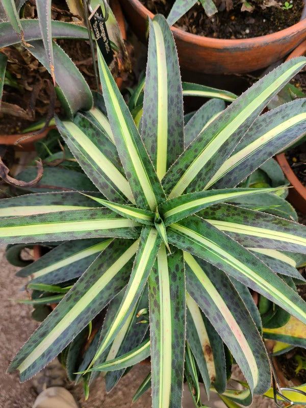 Mangave 'Arctic Fox'