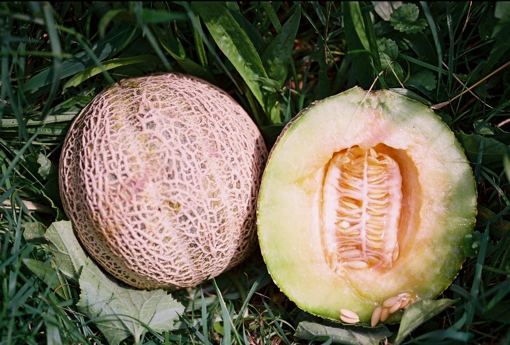 MELON 'Eden's Gem Muskmelon'