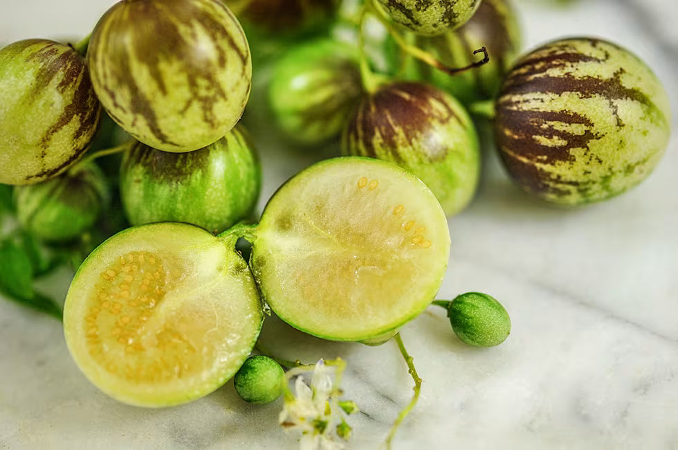MELON 'Pepino' --Solanum muricatum--