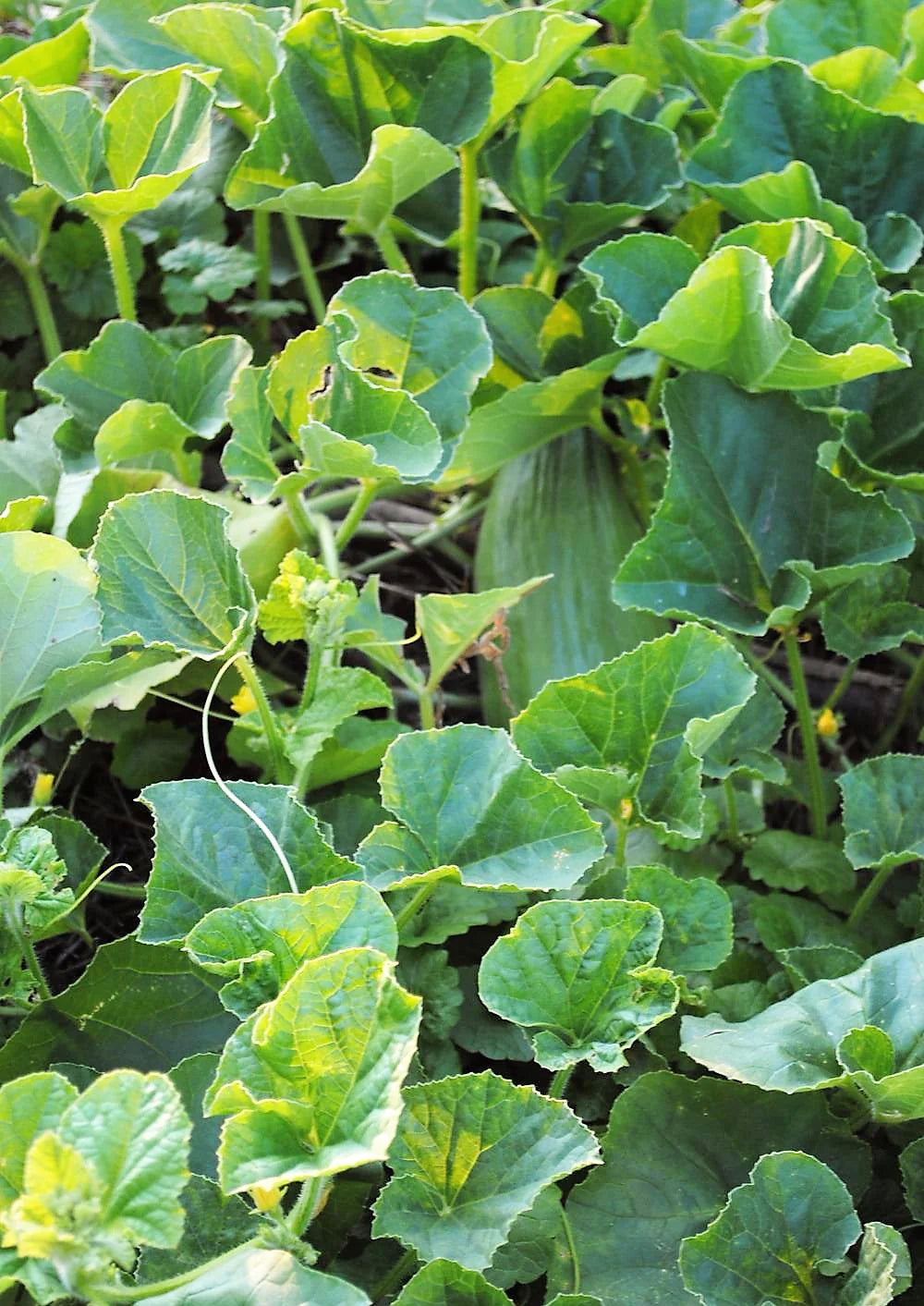 MELON 'Banana'