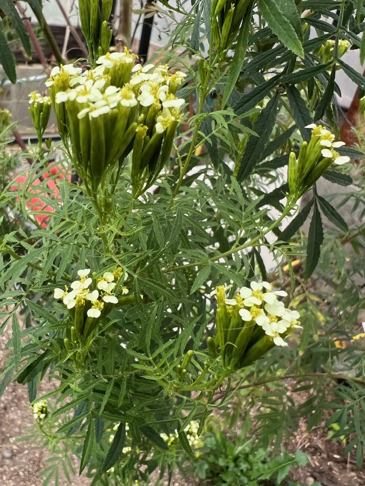 MARIGOLD 'Mexican Nematocidal' --Tagetes minuta--