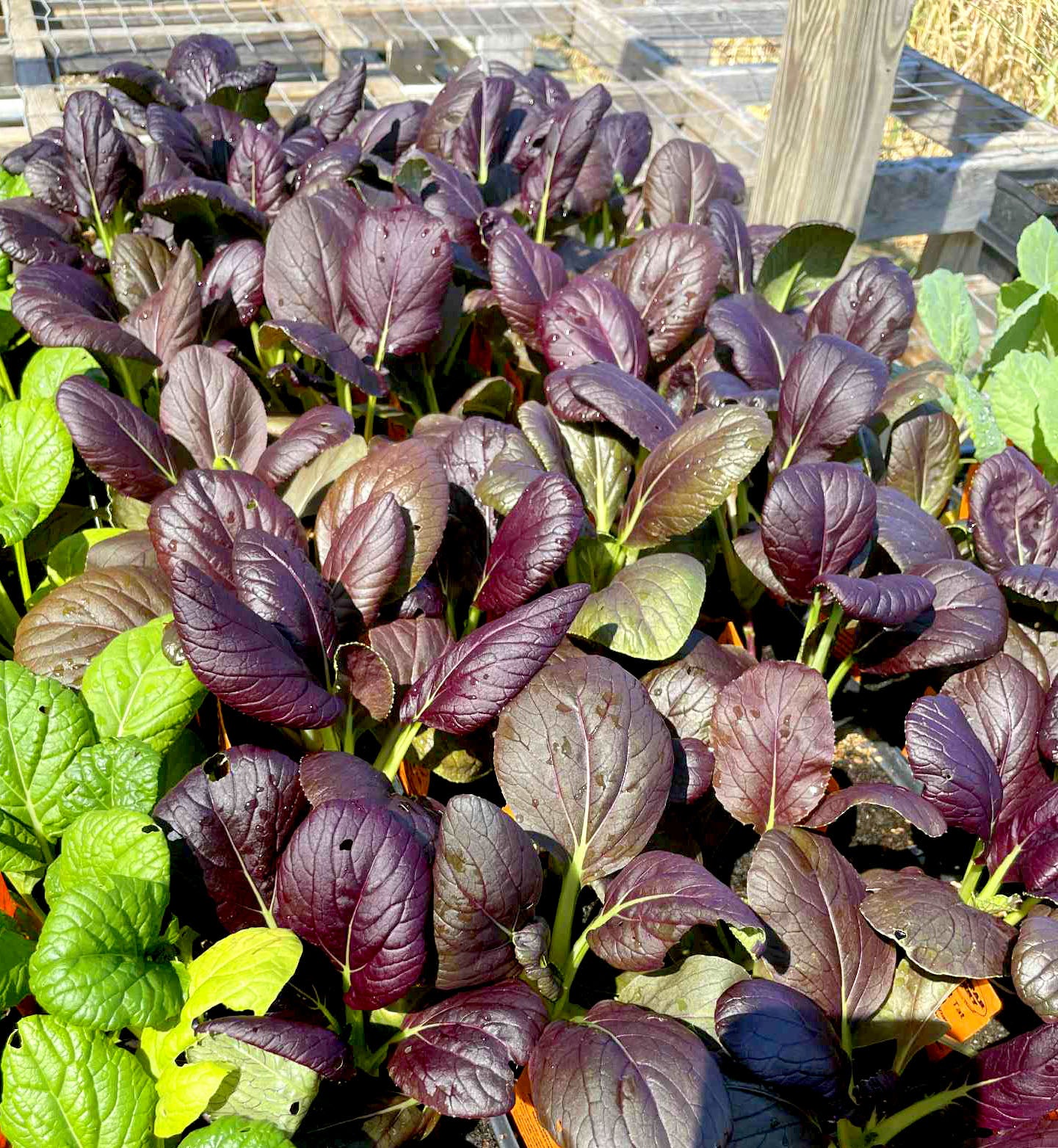 ASIAN GREENS 'Scarlet Tat Soi'