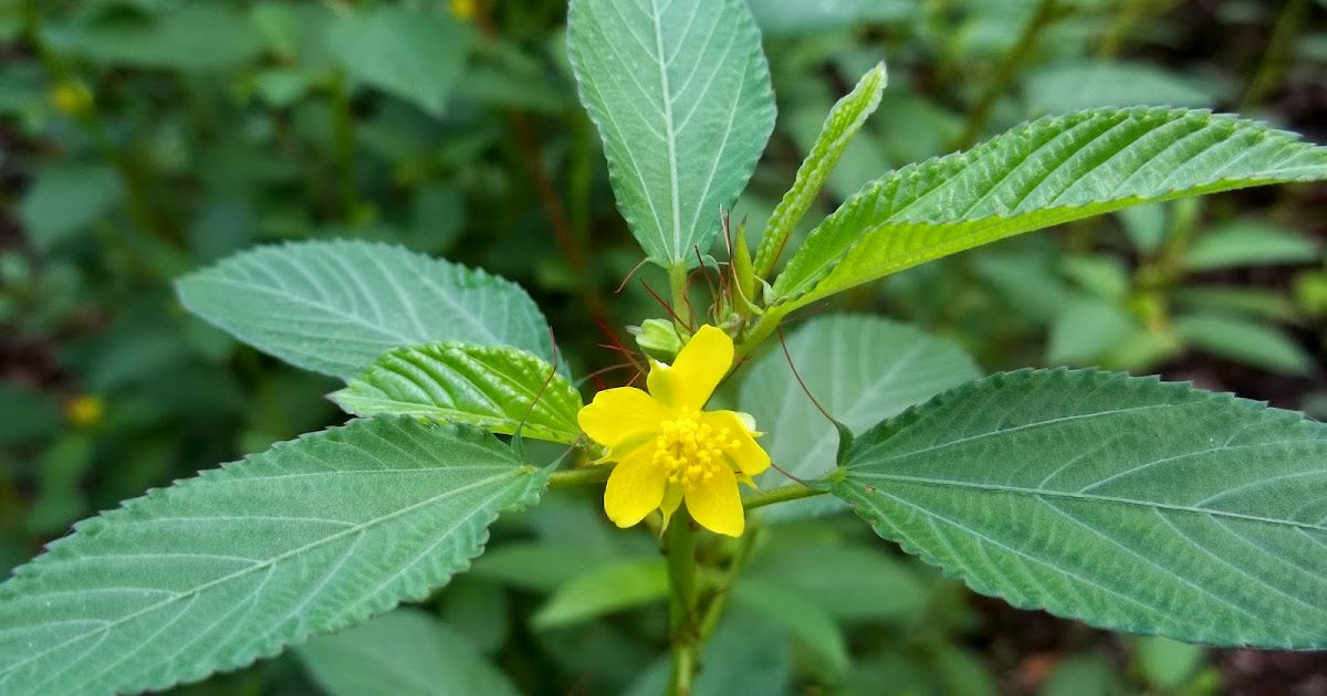 SPINACH 'Egyptian Molokhia' --Corchorus olitorius--