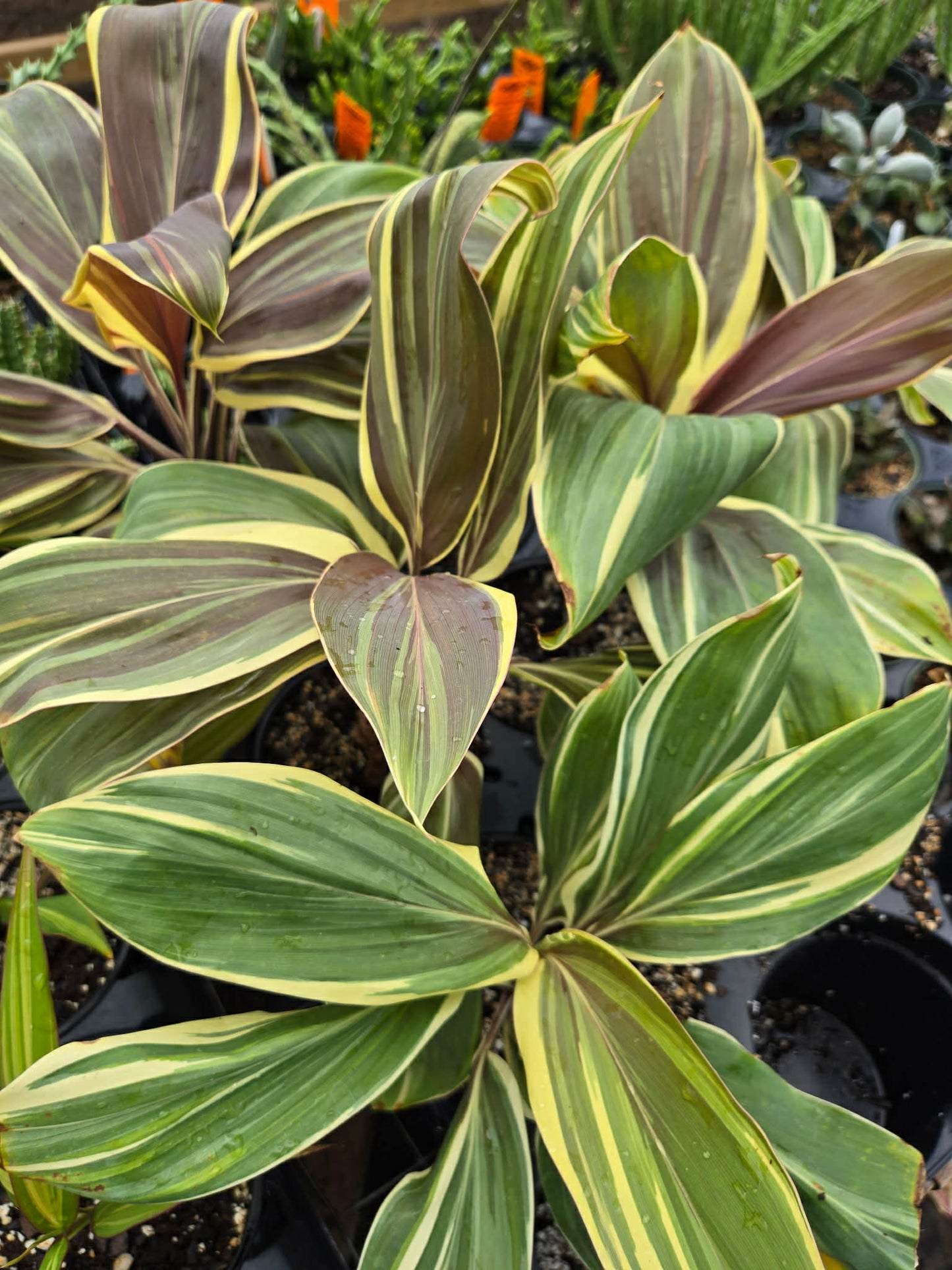 Cordyline fruticosa --Mocha Latte Ti Plant--