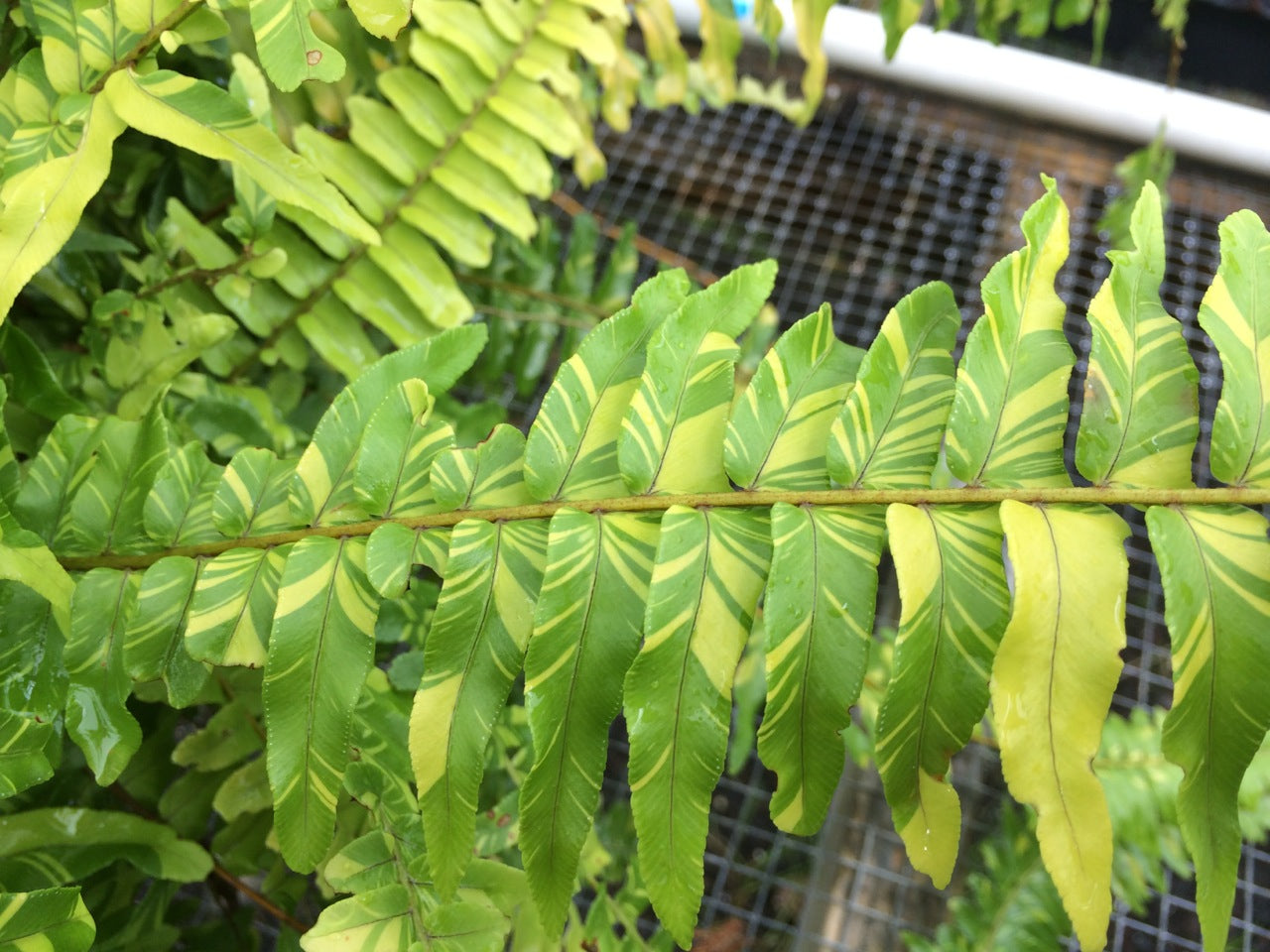 Nephrolepis exaltata --Tiger Boston Fern--
