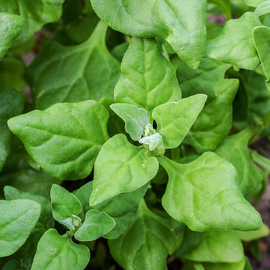 SPINACH 'New Zealand' --Tetragonia tetragionoides--