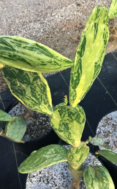 NOPALES 'Variegated Opuntia' --Nopalea cochenillifera 'Variegata'--