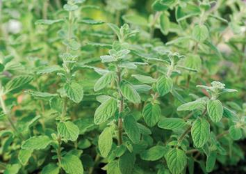 ZAATAR --Origanum syriacum--
