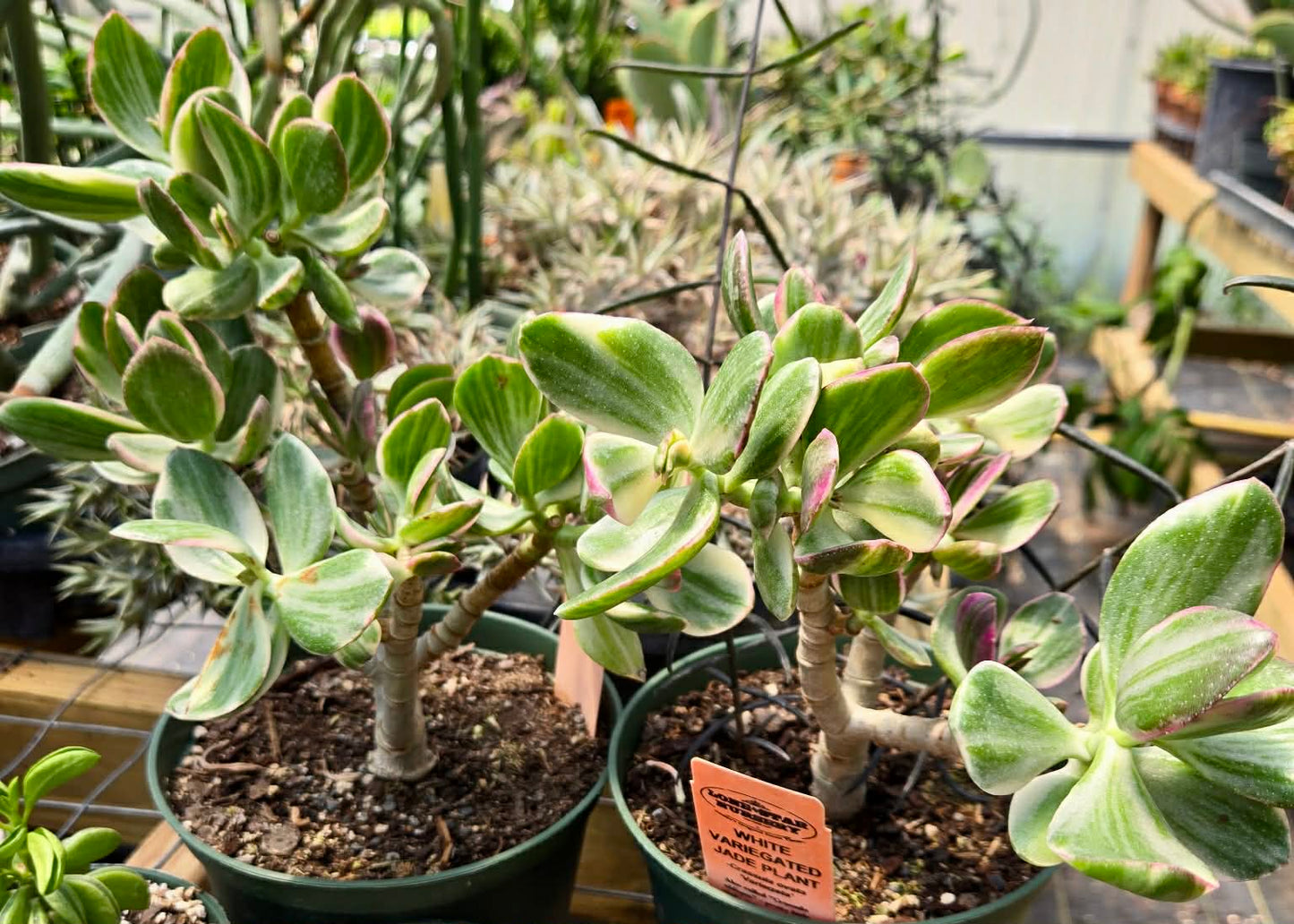 Crassula ovata 'Variegata' --White Variegated Jade Plant--
