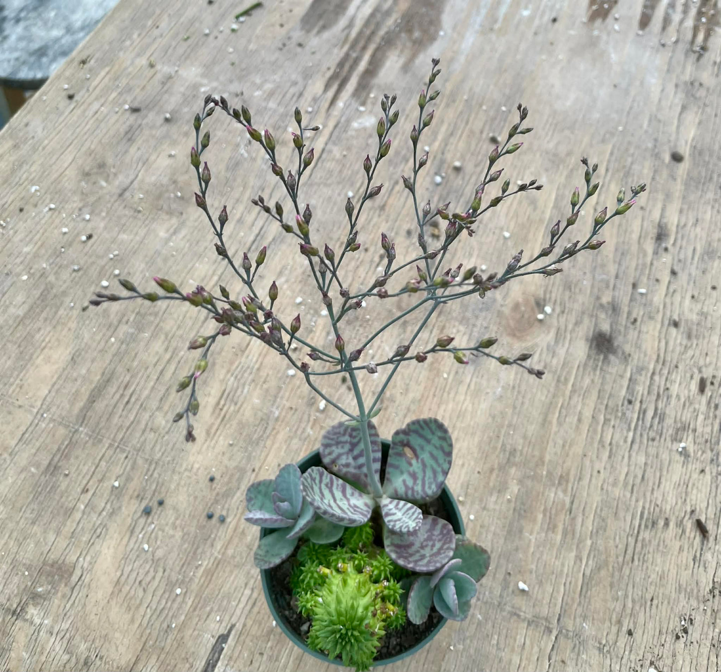 Kalanchoe humilis 'Desert Surprise'