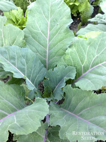 COLLARDS 'Ole Timey Blue'