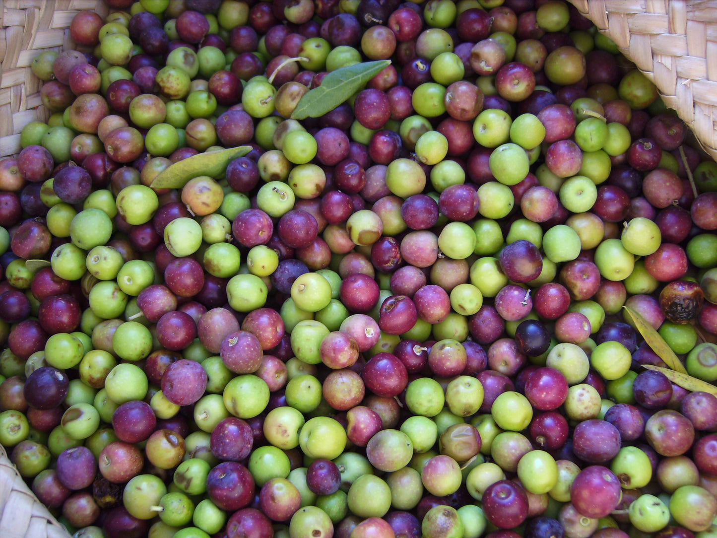 OLIVE 'European' --Olea europaea 'Arbequina'--