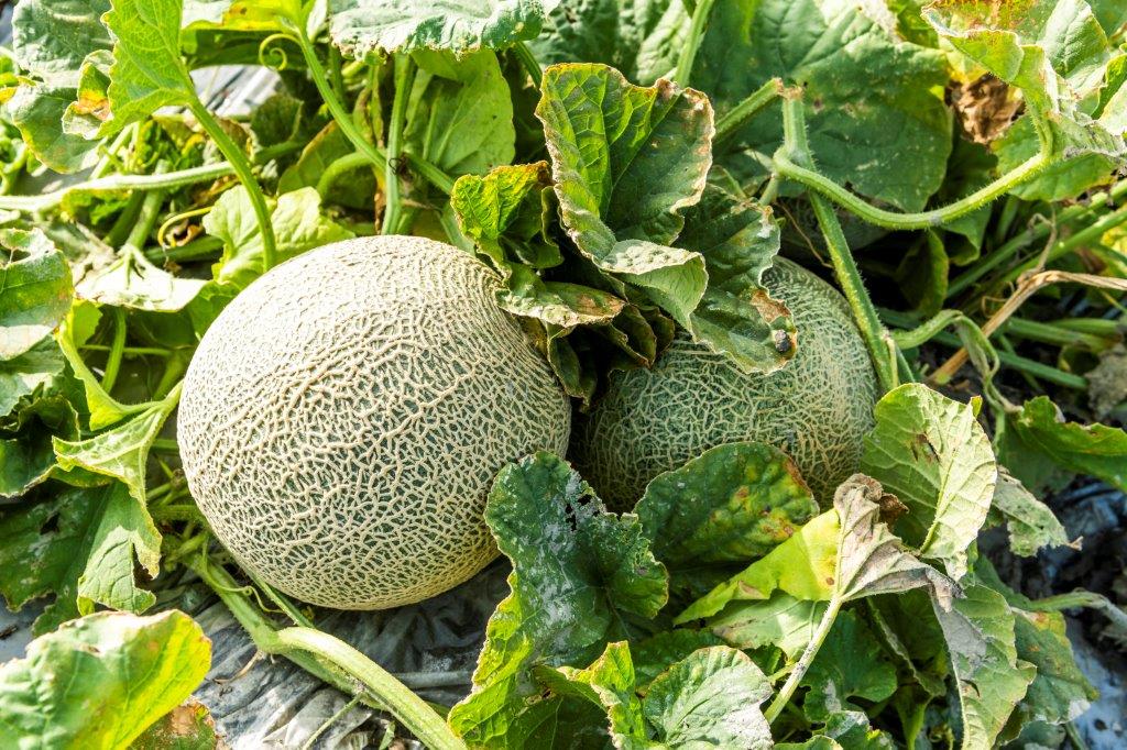 MELON 'Sivan'