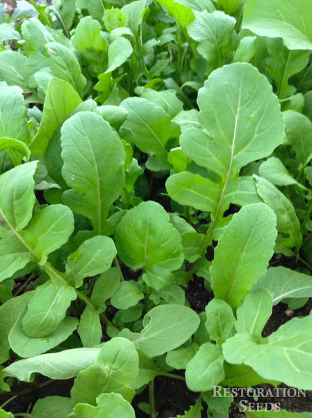 ARUGULA 'Ortolani' --Eruca vesicaria--