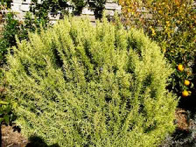 ROSEMARY 'Golden Rain' --Rosmarinus officinalis--