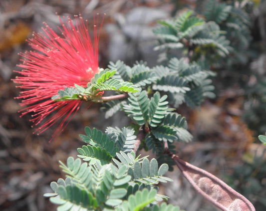 Calliandra californica x eriophylla --California Red Fairy Duster--