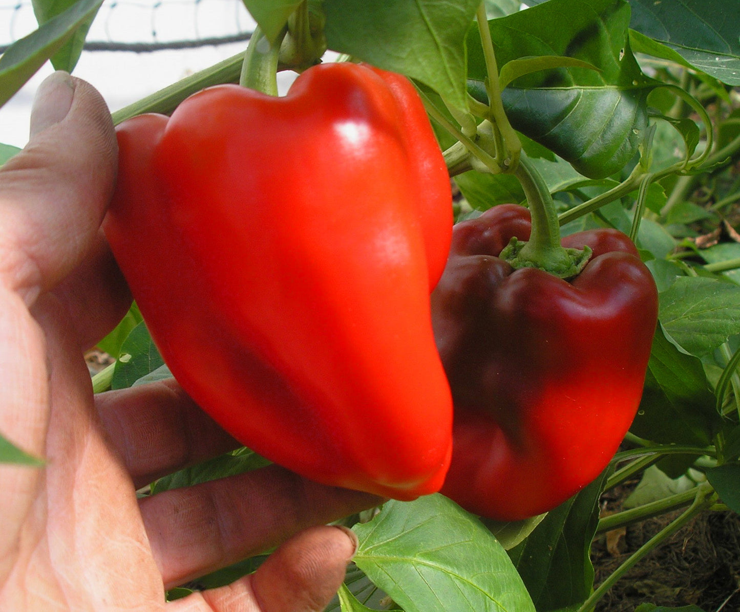 PEPPER 'Apple Sweet'