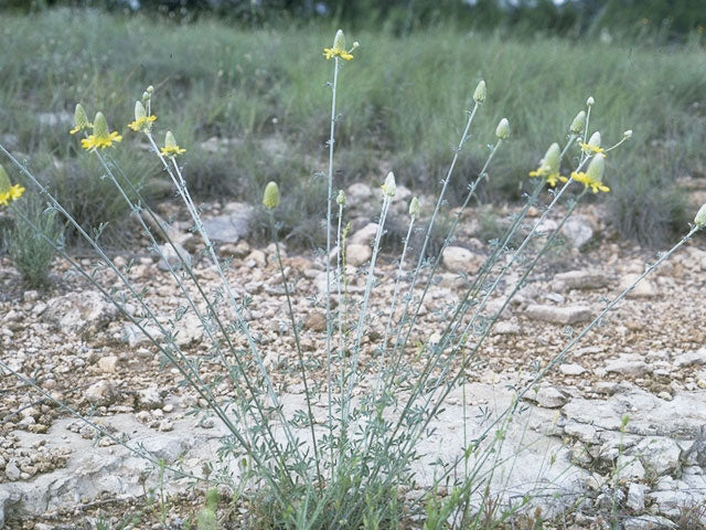 Dalea aurea --Golden Dahlia--