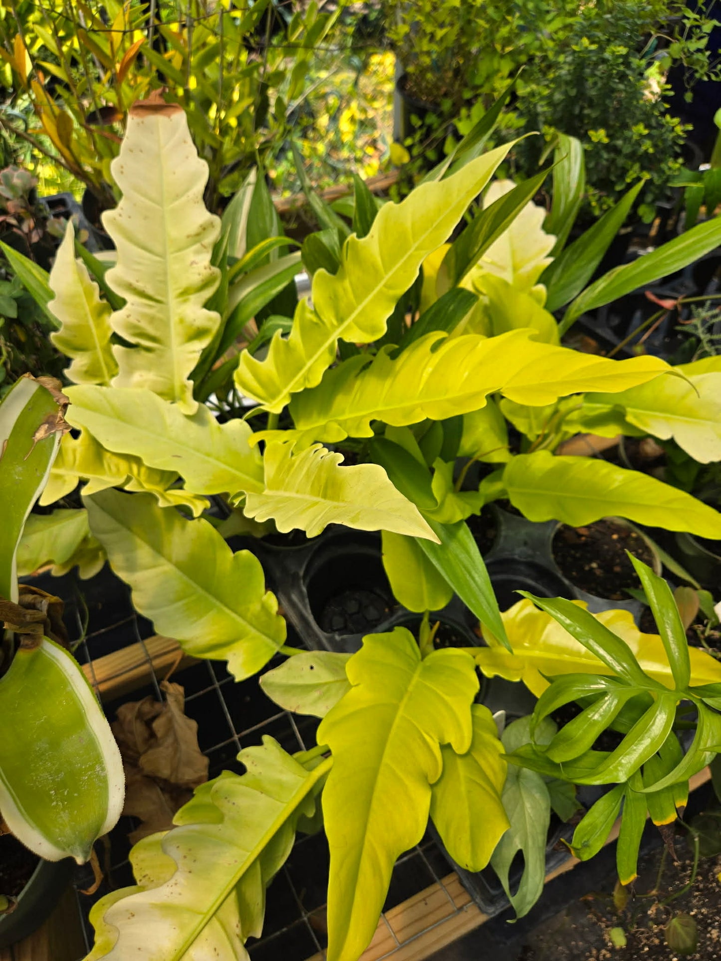 Philodendron 'Golden Crocodile'