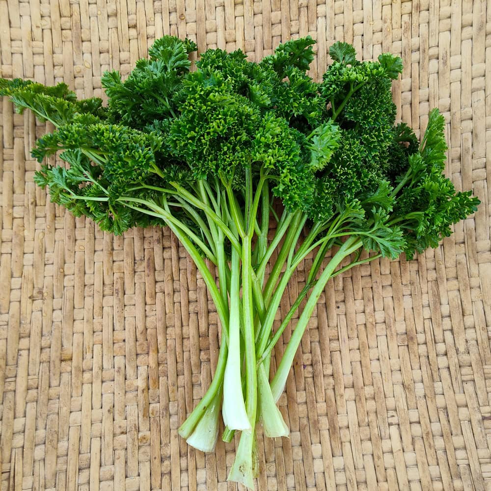 PARSLEY 'Forest Green' --Petroselinum crispum--