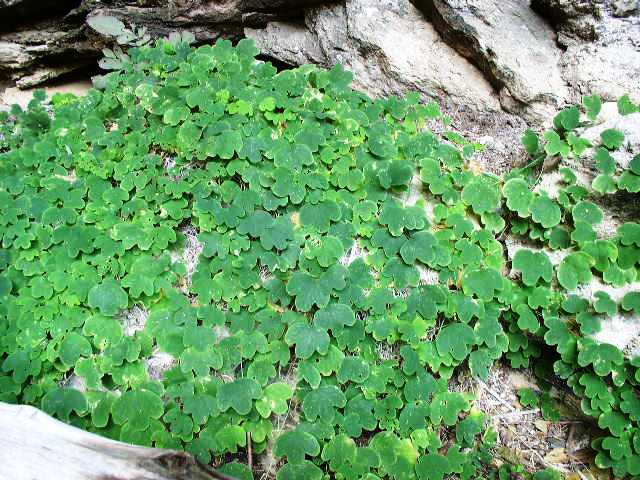 PASSIONFLOWER 'Native Yellow' --Passiflora lutea--
