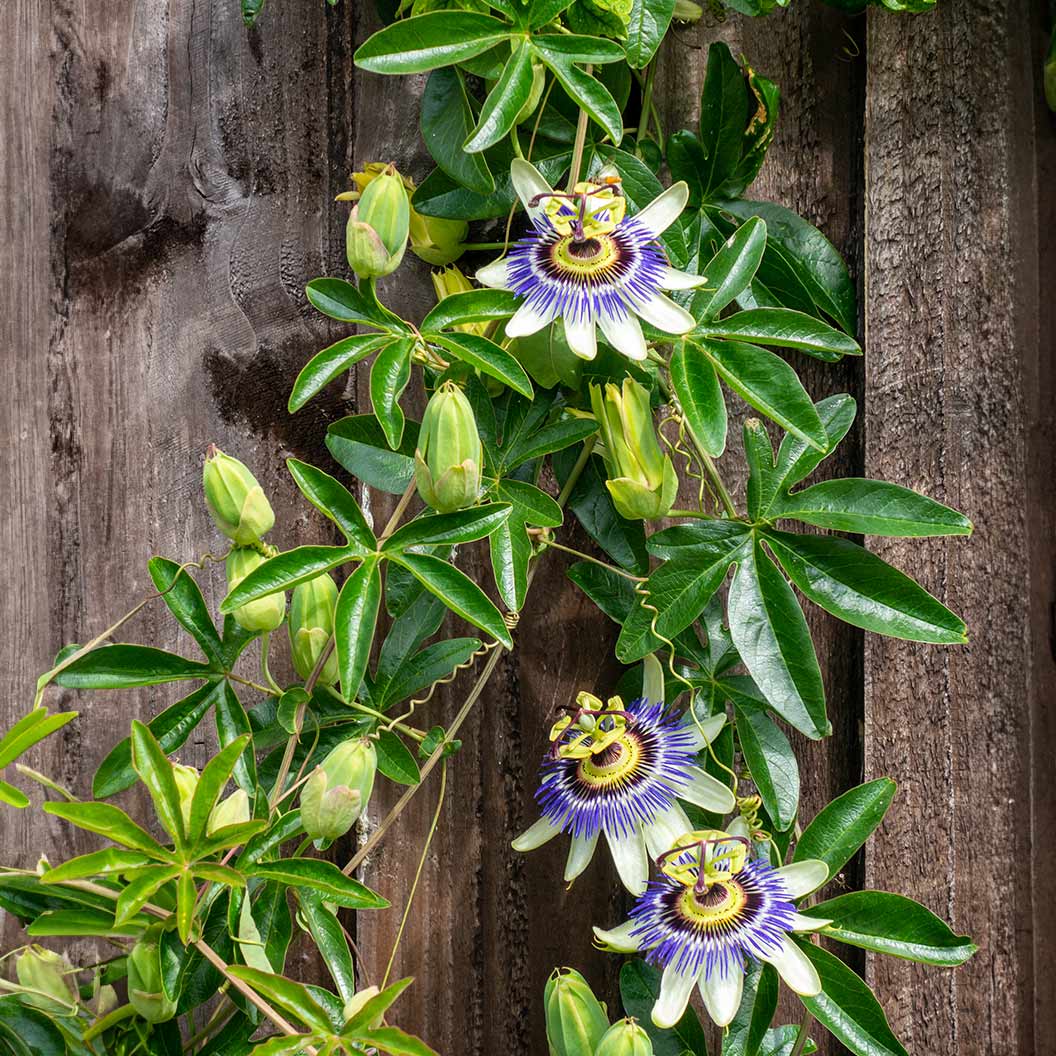 PASSIONFLOWER 'Frederick's Purple' --Passiflora edulis 'Frederick'--