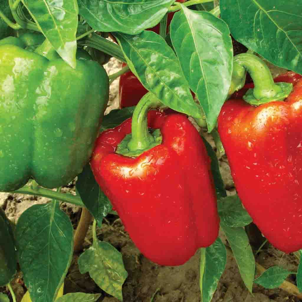 PEPPER 'California Wonder'