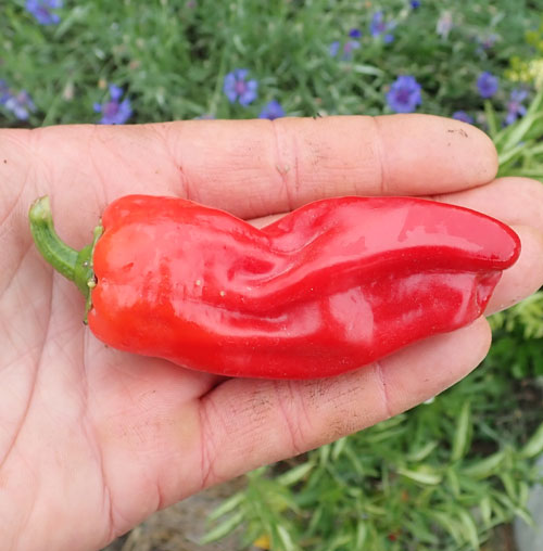 PEPPER 'Aleppo'