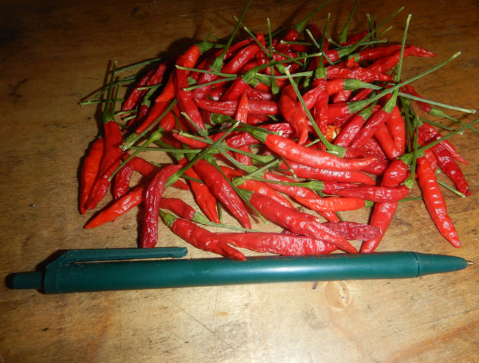 PEPPER 'Xigole'