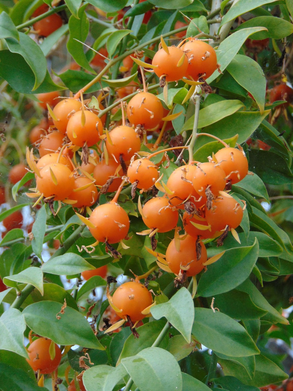 GOOSEBERRY 'Barbados' --Pereskia aculeata 'Godseffiana'--