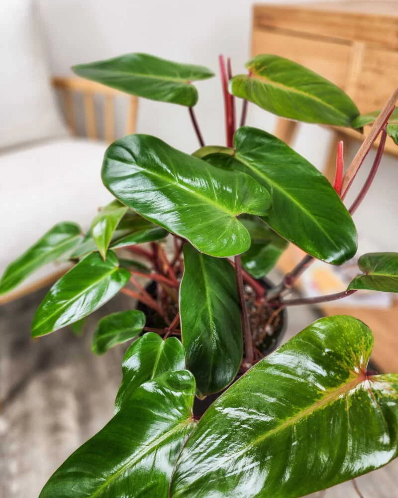 Philodendron erubescens 'Red Emerald'