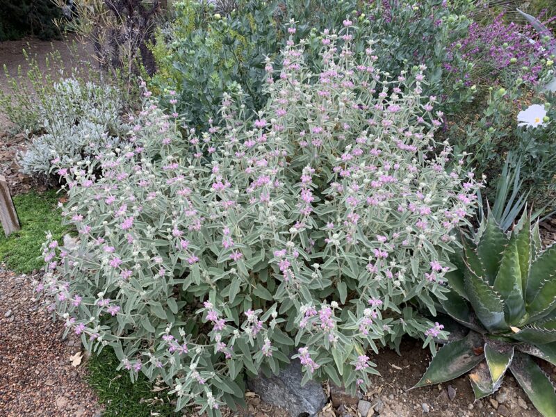 Phlomis purpurea --Jerusalem Purple Sage--
