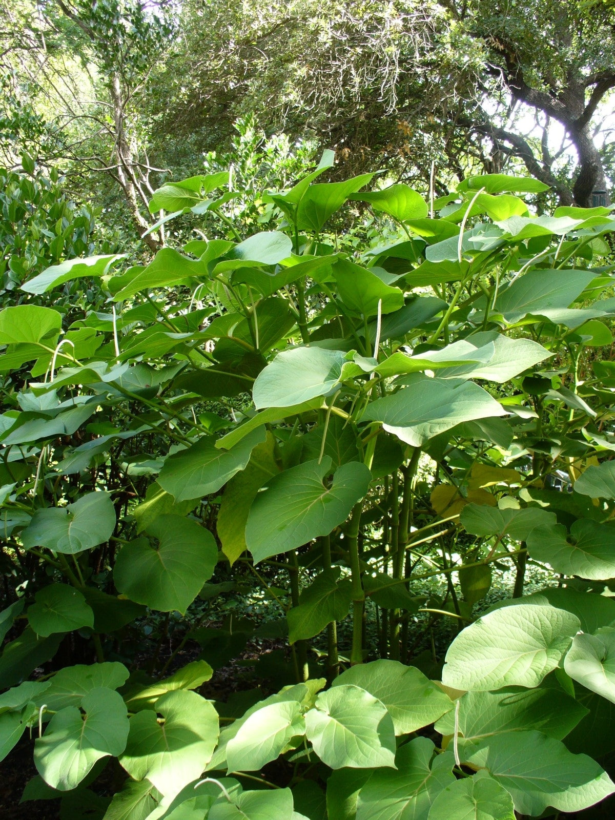 ROOT BEER PLANT --Piper auritum 'Hoja Santa'--