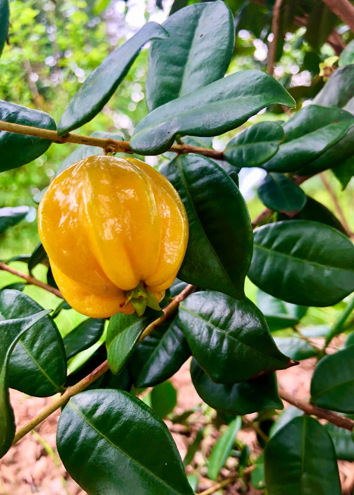 STAR CHERRY --Eugenia selloi--