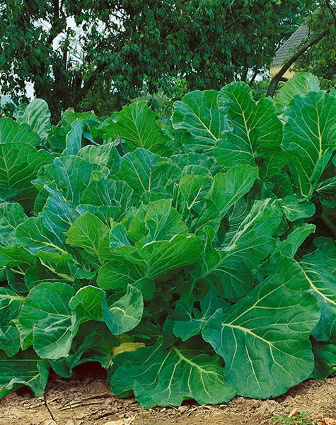 KALE 'Portuguese'