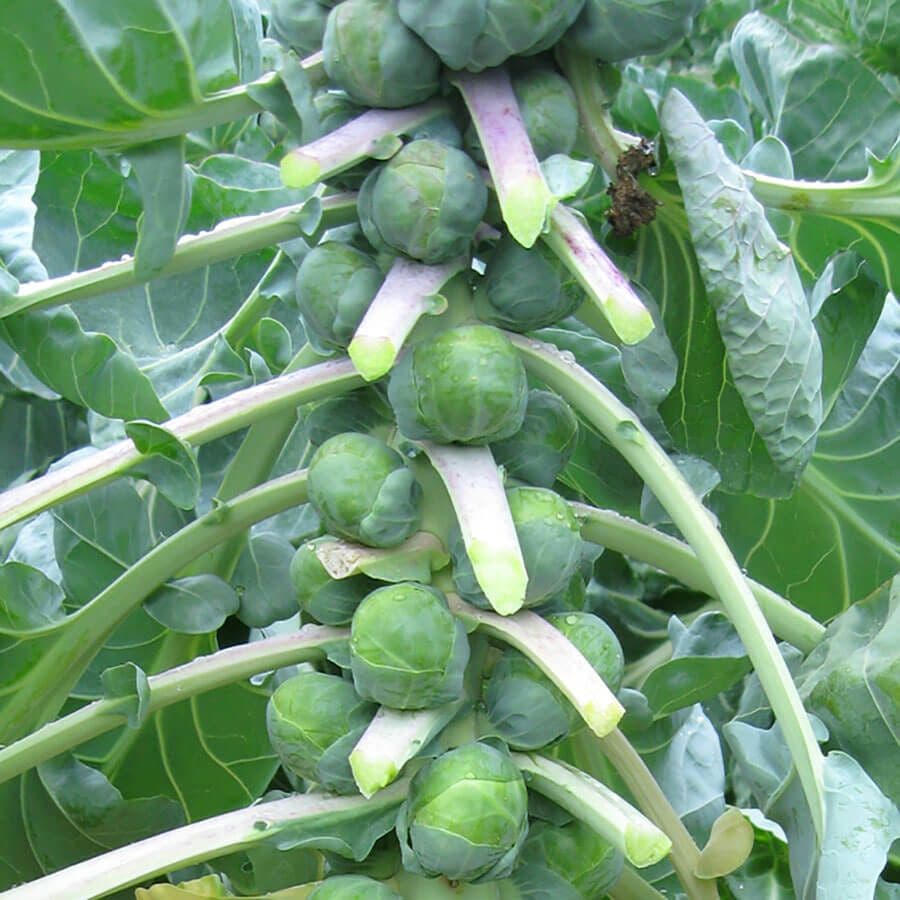 BRUSSELS SPROUT 'Dagan'