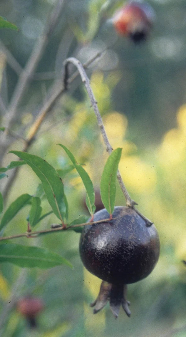 POMEGRANATE 'Eight Ball' --Punica granatum--