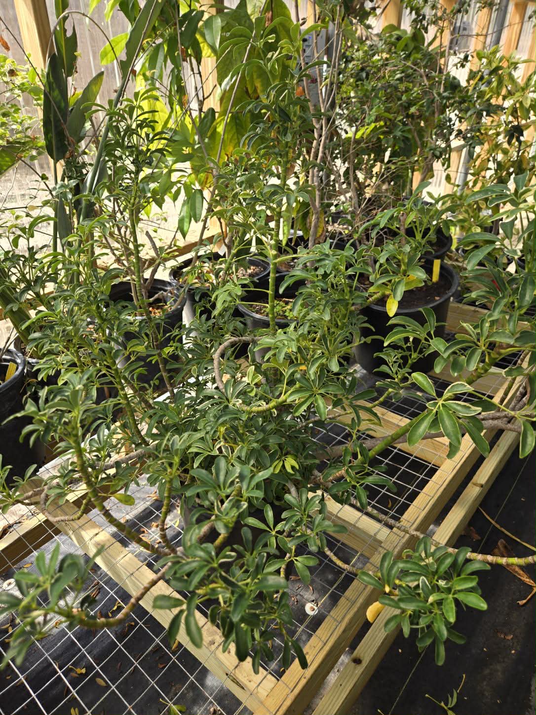 Schefflera arboricola 'Moondrop' --Dwarf Moondrop Umbrella Plant--