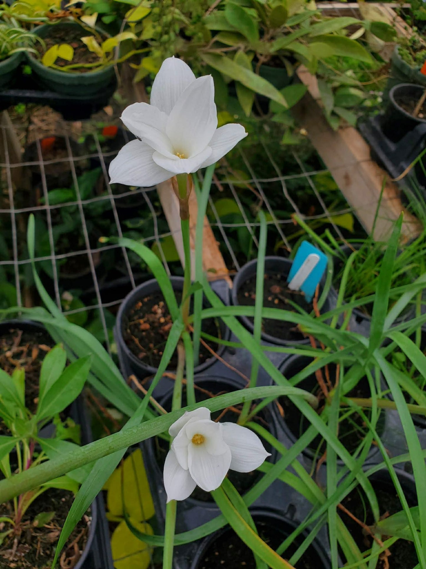 Cooperia drummondii --Evening Star Rain Lily--