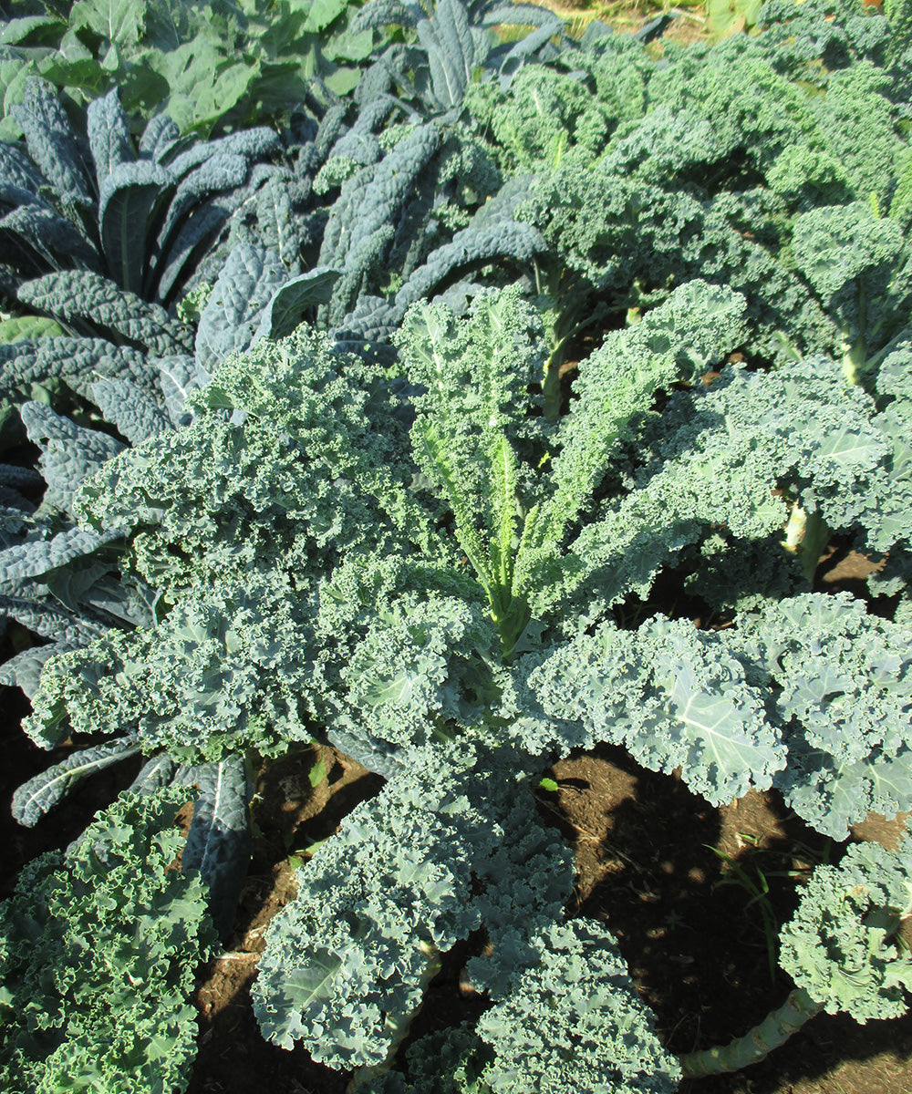 KALE 'Meadowlark'