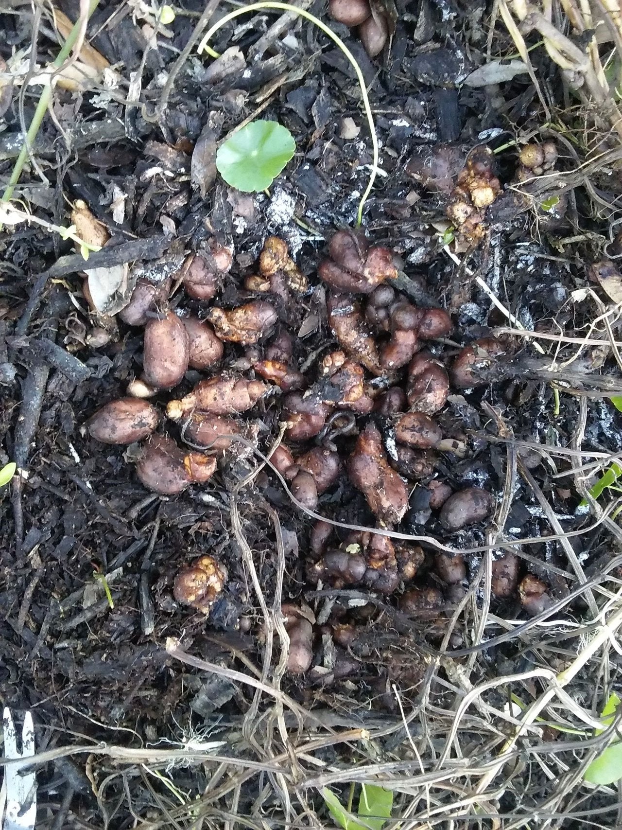 AFRICAN POTATO MINT --Plectranthus bellus--