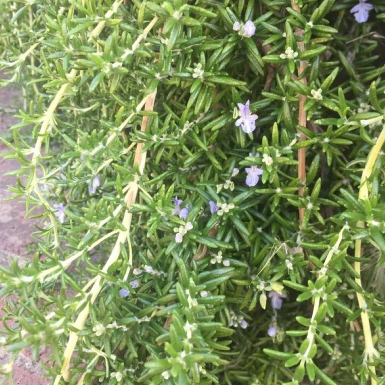 ROSEMARY 'Santa Barbara' --Rosmarinus officinalis--