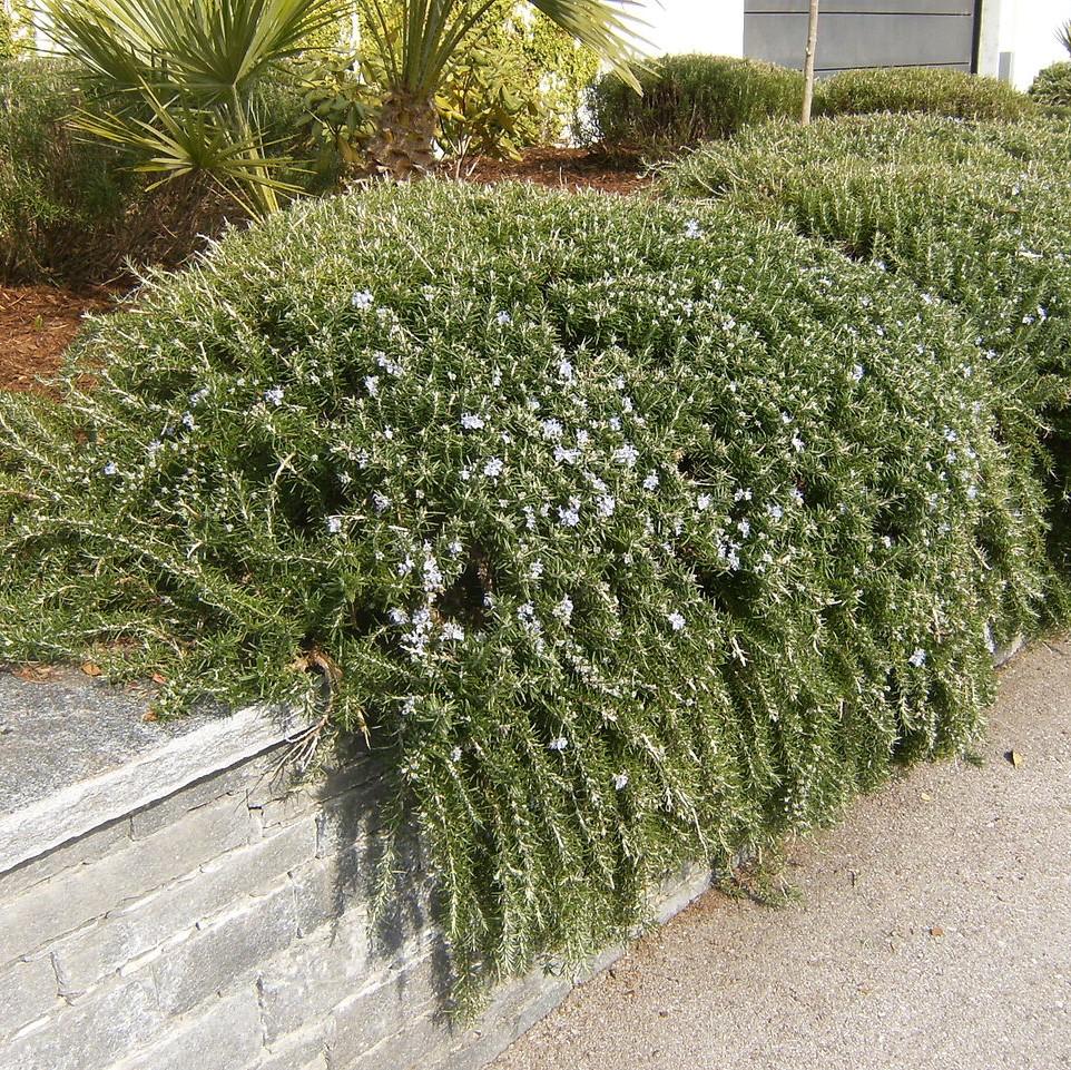 ROSEMARY 'Huntington Carpet' --Rosmarinus officinalis--