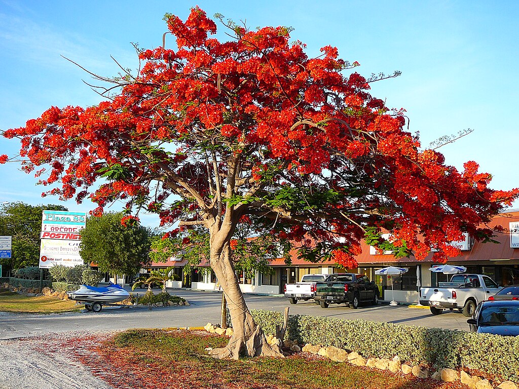 Delonix regia --Royal Poinciana--