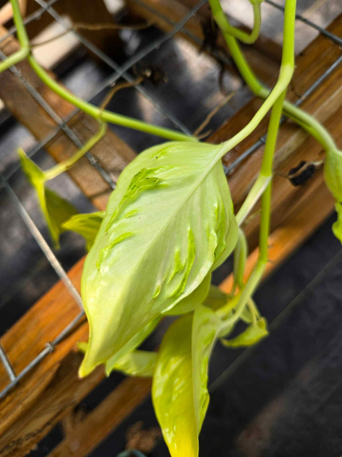 Epipremnum aureum --Champs-Élysées Pothos--