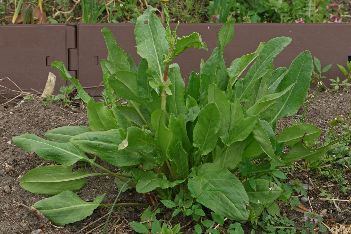 SORREL 'Garden' --Rumex acetosa--