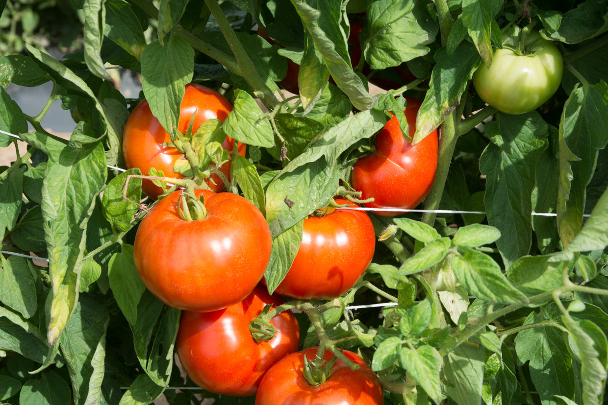 TOMATO 'Rutger's'