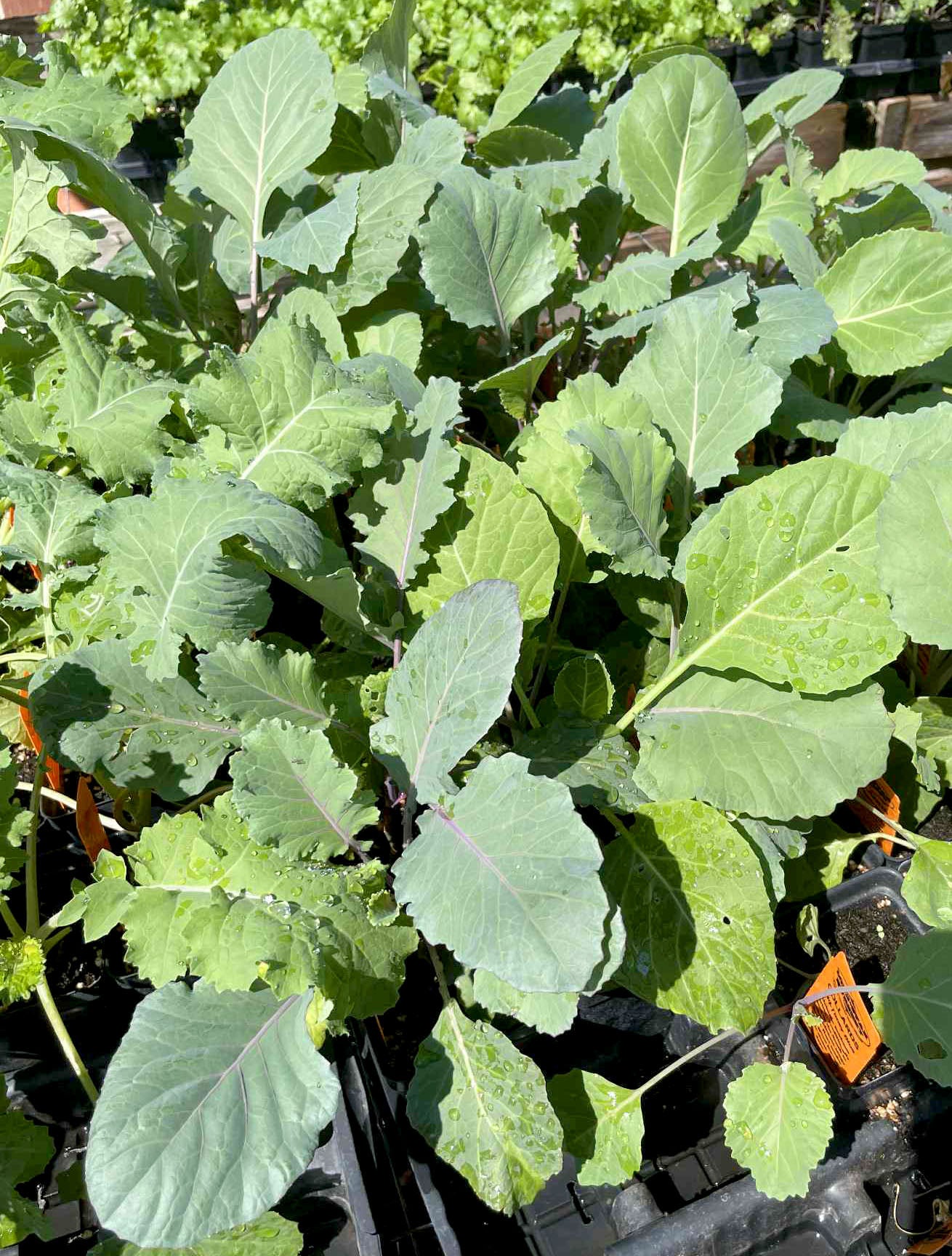 COLLARDS 'Ole Timey Blue'
