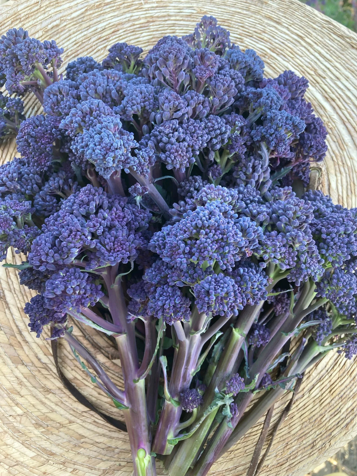 BROCCOLI 'Purple Reign Sprouting'